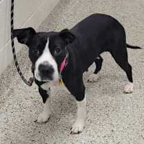 Thumbnail photo of Florentine #3