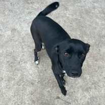 Thumbnail photo of NEGRI FOSTER #1