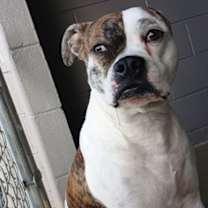 Thumbnail photo of Ajax #3