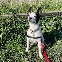 Thumbnail photo of Poppy #2