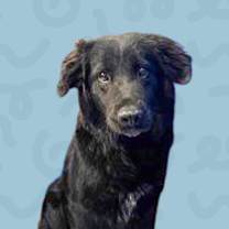 Thumbnail photo of Jojo #1