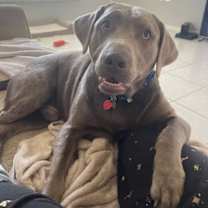 Thumbnail photo of Hershey #1