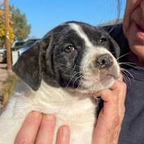 Thumbnail photo of Rogue #2