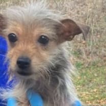 Thumbnail photo of Walter *Adoption Pending* #2