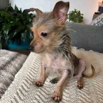 Thumbnail photo of Walter *Adoption Pending* #3