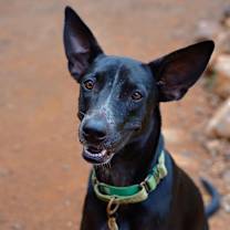 Thumbnail photo of Kinnari #1