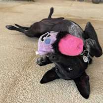 Thumbnail photo of Kinnari #3