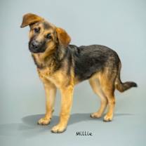 Thumbnail photo of Millie #1