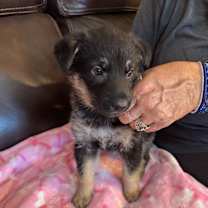 Thumbnail photo of Daisy #1