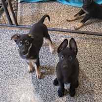 Thumbnail photo of Daisy #2