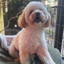 Thumbnail photo of Zoomie #3