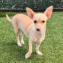 Thumbnail photo of Goyin 0588 #2