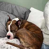 Thumbnail photo of Shelby #4