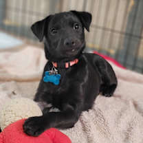 Thumbnail photo of Coco #2