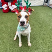 Thumbnail photo of Acrobat #1