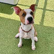 Thumbnail photo of Acrobat #3