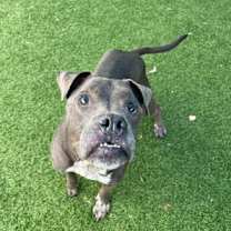 Thumbnail photo of Goose #2