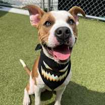 Thumbnail photo of Acrobat #4