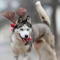 Thumbnail photo of Gemma #3