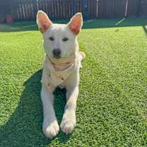 Thumbnail photo of Mongmong #4