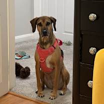 Thumbnail photo of Holly #1