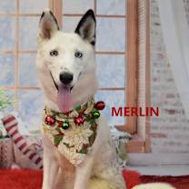 Thumbnail photo of Merlin #1