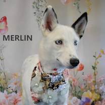 Thumbnail photo of Merlin #2