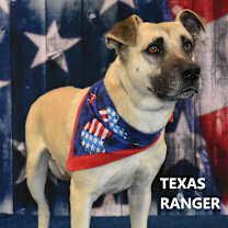 Thumbnail photo of Texas Ranger #4