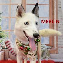 Thumbnail photo of Merlin #3