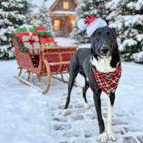 Thumbnail photo of Shasta 25-10-144 #1