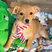 Thumbnail photo of Comet #1