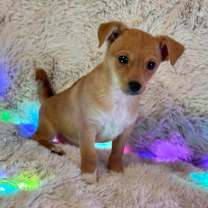 Thumbnail photo of Comet #2