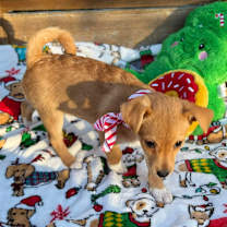 Thumbnail photo of Comet #3