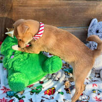 Thumbnail photo of Comet #4