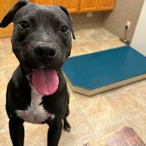 Thumbnail photo of Elvis #3