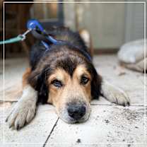 Thumbnail photo of Buddy  #2