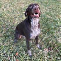 Thumbnail photo of Jameson #2