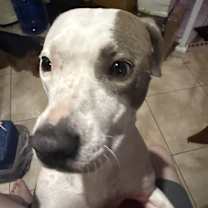 Thumbnail photo of Koda #1