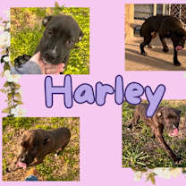 Thumbnail photo of Harley #1