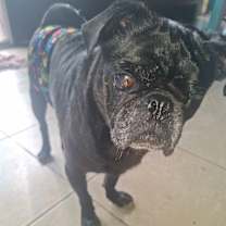 Thumbnail photo of Sancho #1