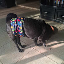 Thumbnail photo of Sancho #2