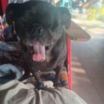 Thumbnail photo of Sancho #3