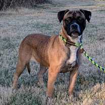 Thumbnail photo of Dolly #1