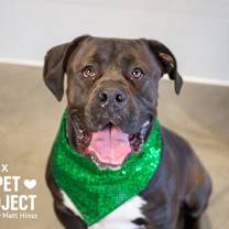 Thumbnail photo of Brynx #1