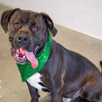 Thumbnail photo of Brynx #2