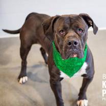 Thumbnail photo of Brynx #3