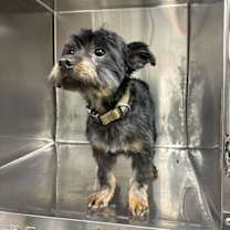 Thumbnail photo of Snickers #1