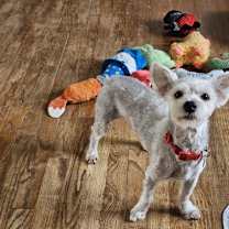 Thumbnail photo of Churro #2