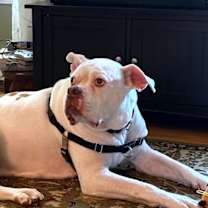 Thumbnail photo of Beefy #1