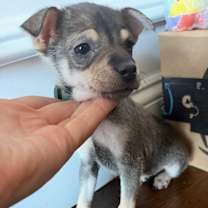 Thumbnail photo of Cubone #1